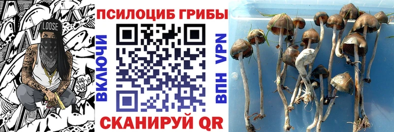 Галлюциногенные грибы Psilocybe Вичуга